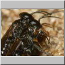 Miscophus ater - Grabwespe 001b 5mm - Paarung mit Spinne - OS-Wallenhorst-Sandgrube-det.jpg